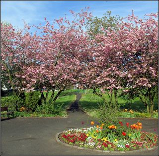 Carmunnock Gardening Group