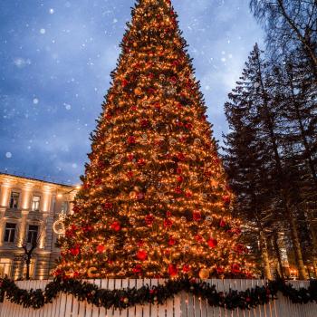 Gala Queen lights Christmas Tree