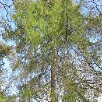 Larch Trees